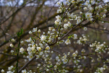 Selective focus of beautiful branches of plum blossoms on the tree under blue sky, Beautiful Sakura flowers during spring season in the park, Floral pattern texture, Nature background