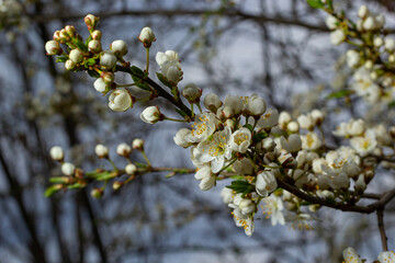 Selective focus of beautiful branches of plum blossoms on the tree under blue sky, Beautiful Sakura flowers during spring season in the park, Floral pattern texture, Nature background