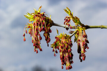 The ash-leaved maple Acer negundo flowers in early spring, sunny day and natural environment, blurred background