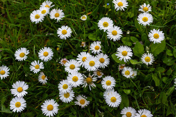 White daisies flowers growing together on a green lawn. Floral spring background