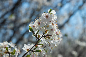 Selective focus of beautiful branches of plum blossoms on the tree under blue sky, Beautiful Sakura flowers during spring season in the park, Floral pattern texture, Nature background