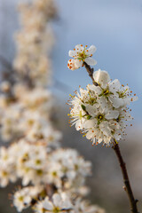 Prunus spinosa, Sloe white flowers in spring. Wild plant from the Rosaceae family witch produces...