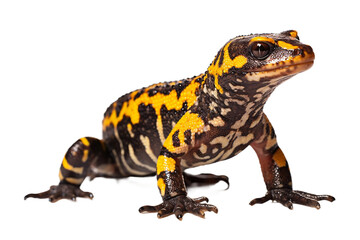 Marbled Salamander Isolated on transparent background, PNG