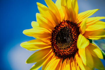 closeup of sunflower on sky background - 667615902