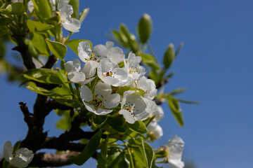 Pear tree flowers up close. white flowers and buds of the fruit tree. Sunlight falls on pear flowers. At dawn, the flowers of the trees look beautiful