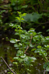 Cardamine amara, known as large bitter-cress. Spring forest. floral background of a blooming plant