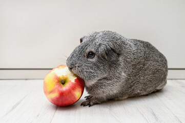 Guinea pig male smooth-haired silver chinchilla eating a red apple.