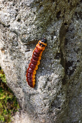 Macro , Beautiful nature scene. Close up beautiful caterpillar of butterfly