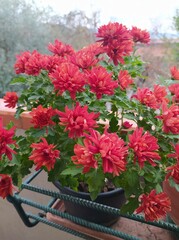  chrysanthemum morifolium flowers in a pot, close up. Chrysanthemum red flowers growing on the balcony, outdoor.