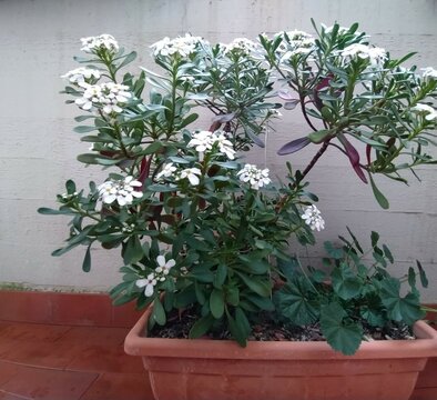  Iberis sempervirens in a pot, close up. White flowers of the Evergreen candytuft. Iberis growing on the balcony, outdoor.