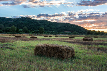 Hay bales at sunset in summer. hay stacks. Agriculture. Field after harvest with hay rolls....
