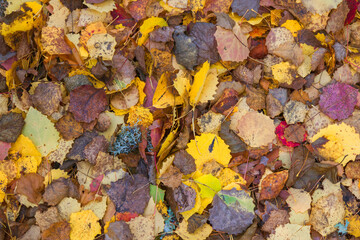 Noux national park during the autumn months in Finland, forest, clean ecology
