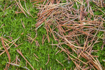 Noux national park during the autumn months in Finland, forest, clean ecology