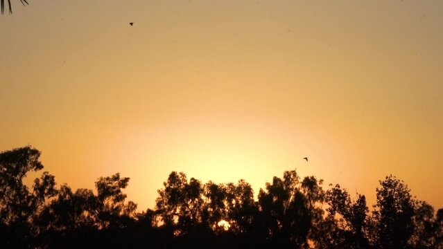 Slow motion shot of birds flying in evening orange sky, sun going down behind the trees. Beautiful summer skyscape 