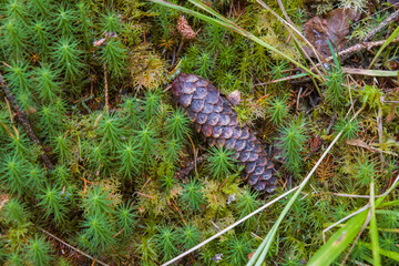 Noux national park during the autumn months in Finland, forest, clean ecology