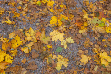 Noux national park during the autumn months in Finland, forest, clean ecology