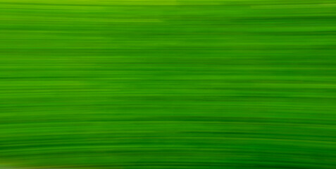 green leaf background with moving. environment , ecology