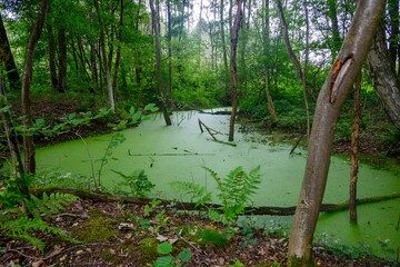 Swamp in a green forest in Zutendaal, Belgium