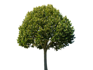 blooming linden tree isolated on transparent background