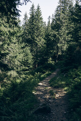 top view of the tops of trees of coniferous forests in the Carpathians