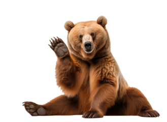 Cute brown bear isolated on white sitting on the ground a waving - transparent background PNG