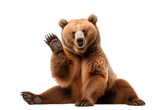 Cute brown bear isolated on white sitting on the ground a waving - transparent background PNG