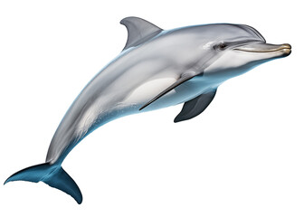 dolphin isolated on white background - transparent background PNG