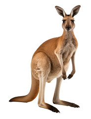 Fototapeta premium kangaroo isolated on a white - transparent background PNG