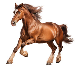 Running brown horse isolated on white - transparent background PNG