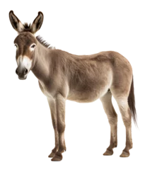 Tuinposter donkey from side isolated on white  - transparent background PNG © 123dartist