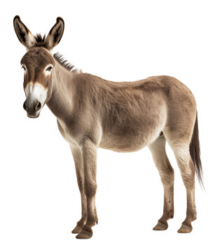 donkey from side isolated on white  - transparent background PNG