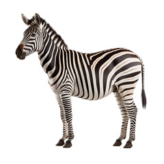 Fototapeta na wymiar zebra isolated on white - transparent background PNG