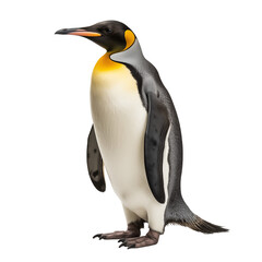 Fototapeta premium penguin isolated on white - transparent background PNG