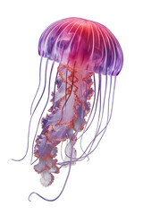 jelly fish - transparent background PNG