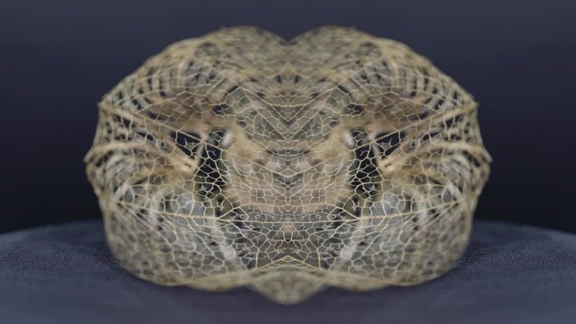 Physalis peruviana from dried as a skellet but decorative