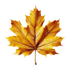 Naklejka na ściany i meble Autumn yellow maple leaf leaves, Isolated On Transparent, PNG 