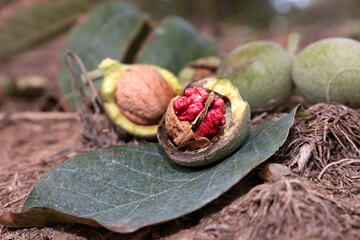 Red walnut harvest. Stil life and isolated images