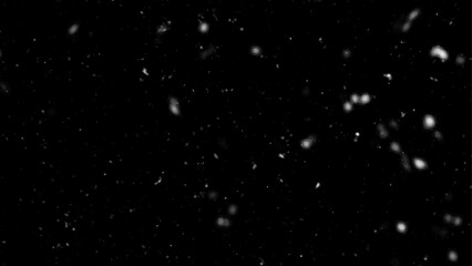 Falling snow isolated on black background. Falling snow at night. Winter weather. Overlay texture