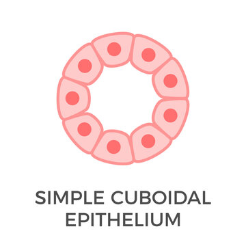 Simple cuboidal epithelium. Tubular epithelial cells. A single layer of cube-like cells that provide protection and may be active or passive depending on the location. Medical illustration. Vector.