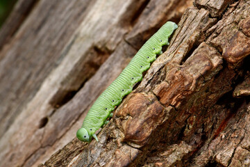Blattwespen-Larve // Sawfly larva (Tenthredinidae) - Skoutarisee, Montenegro