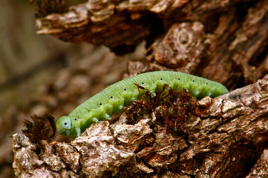 Sawfly larva // Blattwespen-Larve  (Tenthredinidae) - Skoutarisee, Montenegro