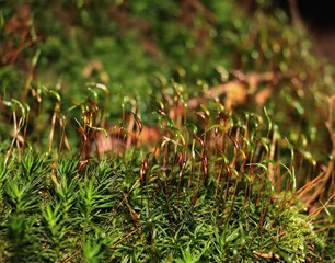 trees,moss,wild plants in forest 
