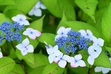 The flowers of hydrangea bloom in rainy season of Japan.