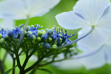 The flowers of hydrangea bloom in rainy season of Japan.