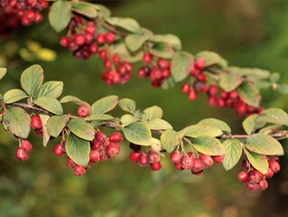 Cotoneaster Intergerrimus bush with red,small fruits at autumn