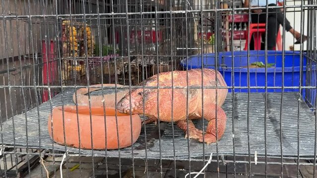 Pink land iguana, known as Conolophus Marthae, crawls inside a cage in the local market.