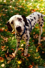 Dog, a young Dalmatian in autumn walks on a green lawn. Happy pet on a walk.
