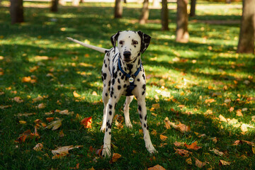 Dog, a young Dalmatian in autumn walks on a green lawn. Happy pet on a walk.
