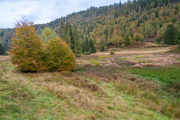 Fototapeta na wymiar Beautiful hiking region in the Black Forest, Menzenschwand