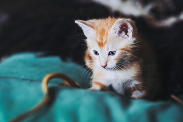 Petit chaton roux en train de jouer avec une ficelle à la maison